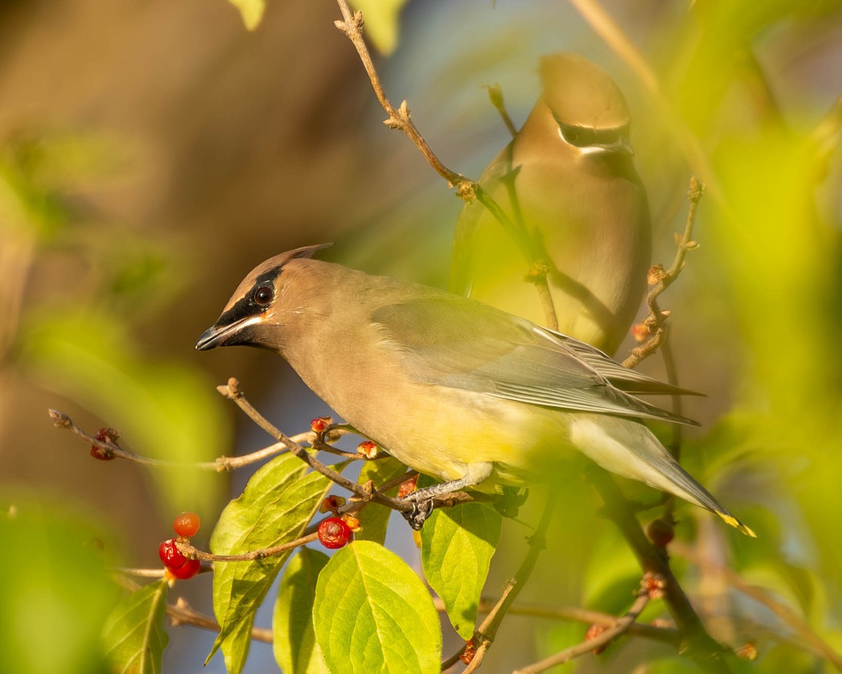 Cedar Waxwing - Andrew Nasuti