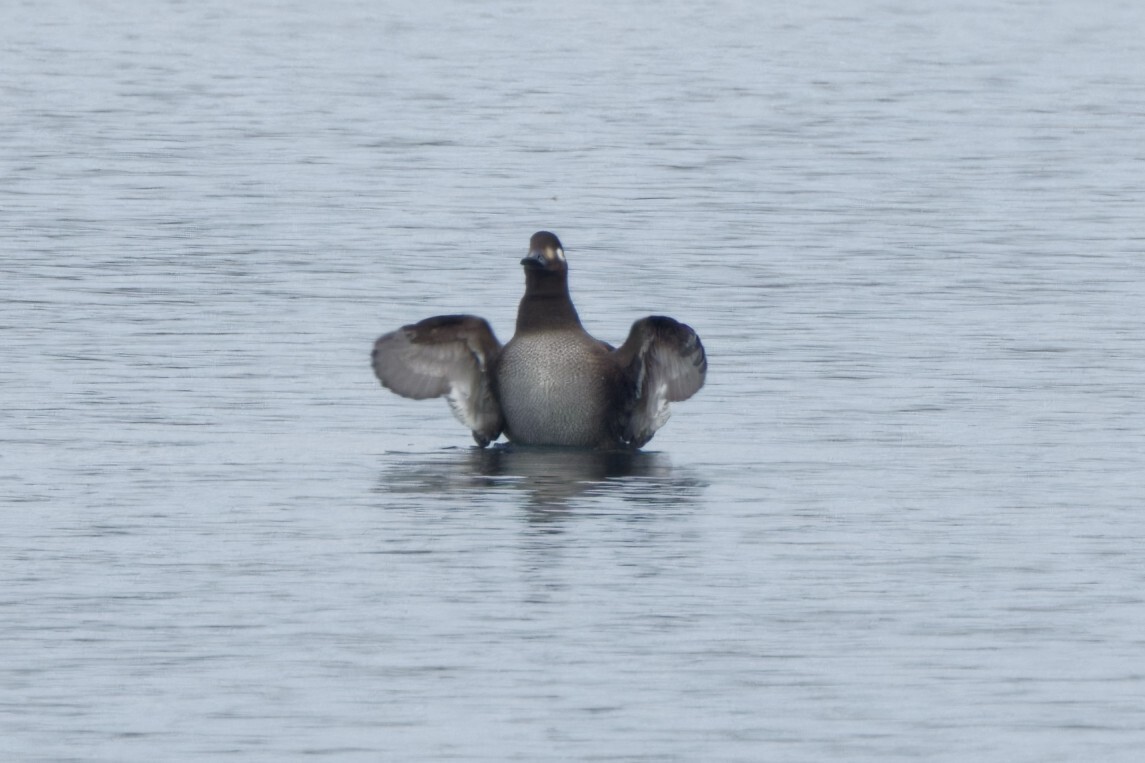 Velvet Scoter - ML611583512