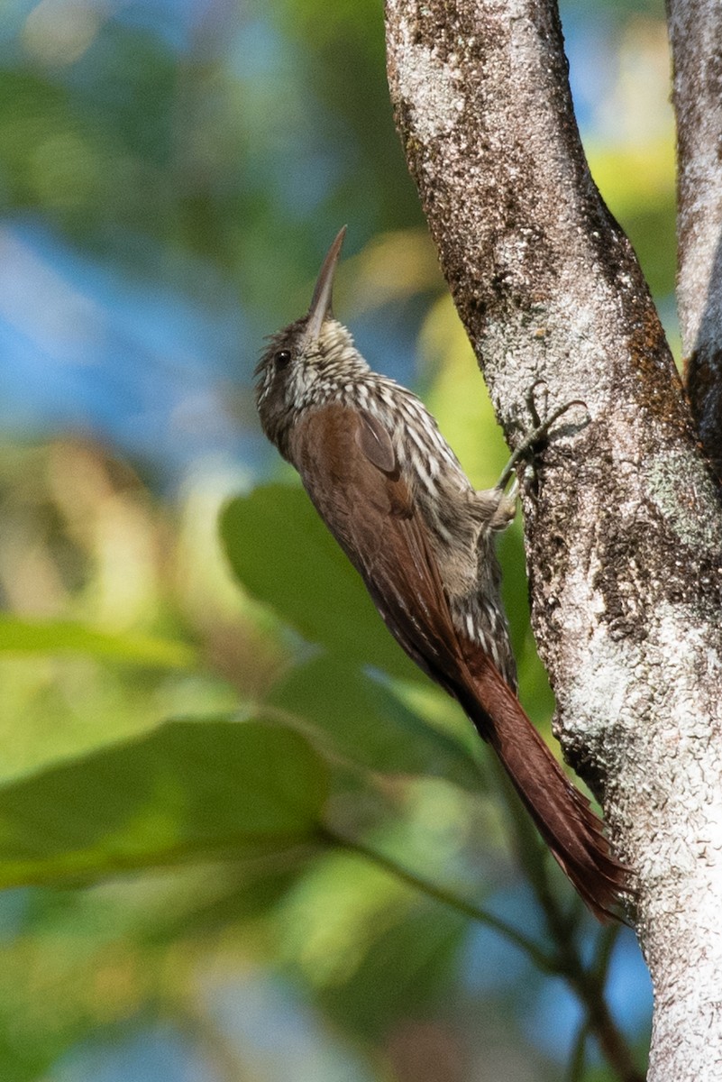 Dusky-capped Woodcreeper (Layard's) - ML611583517