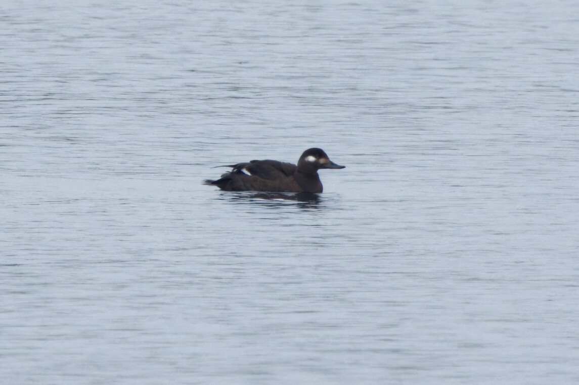 Velvet Scoter - Claudia Weber-Lenck