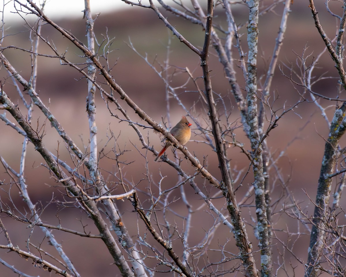 Northern Cardinal - Andrew Nasuti