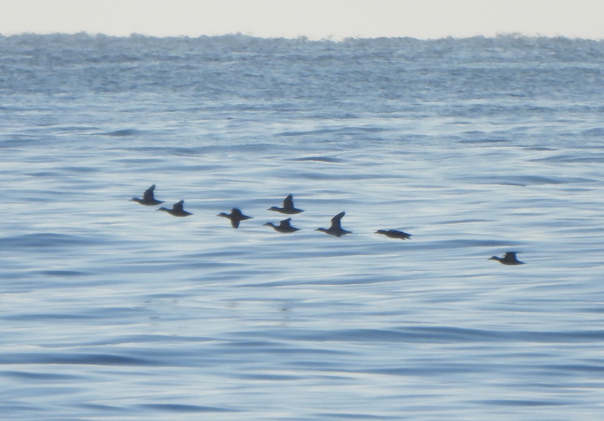 Common Scoter - Ignacio Barrionuevo