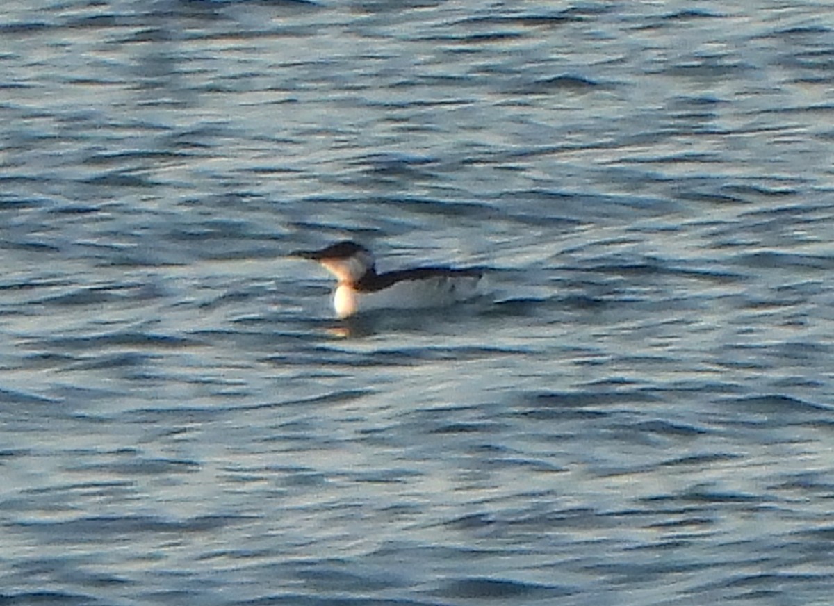 Common Murre - Ignacio Barrionuevo