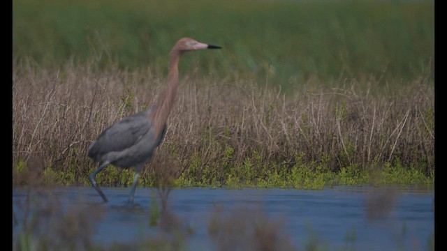 Reddish Egret - ML611583809