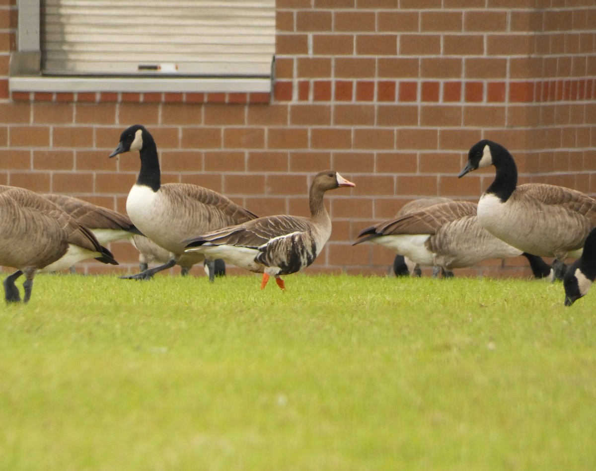 Greater White-fronted Goose - ML611583851