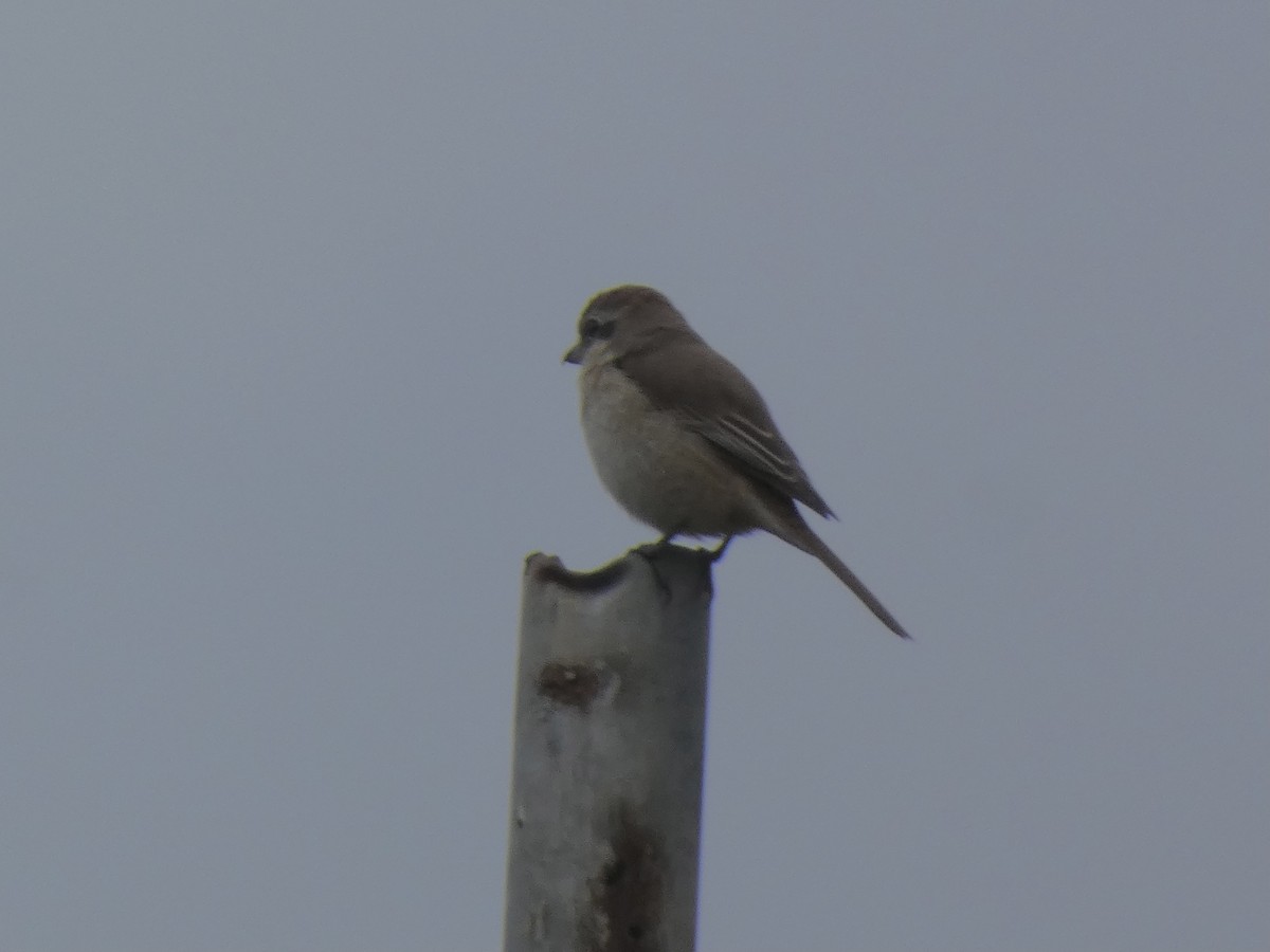 Brown Shrike (Brown) - ML611583872