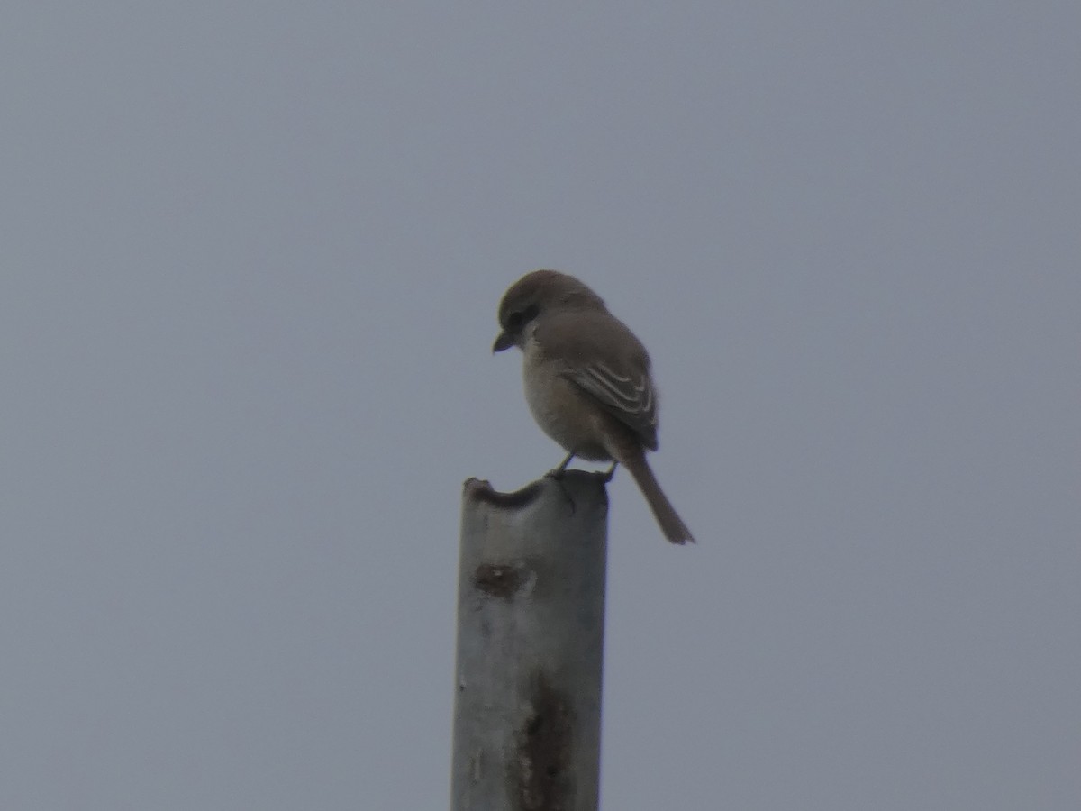 Brown Shrike (Brown) - ML611583873