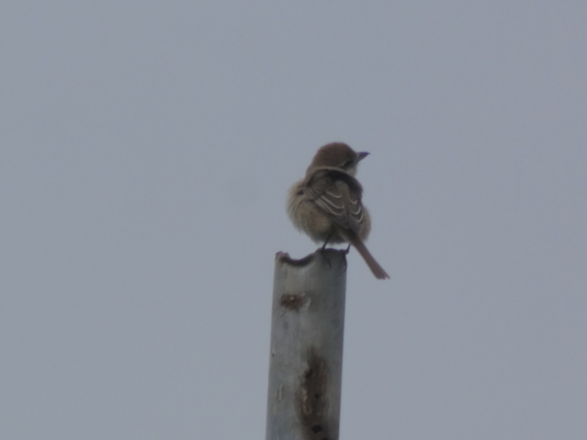 Brown Shrike (Brown) - ML611583874