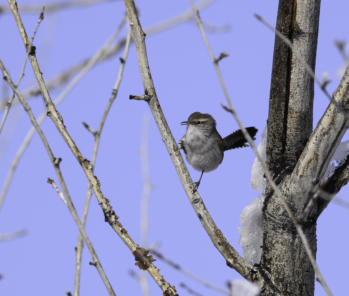 Bewick's Wren - ML611583876