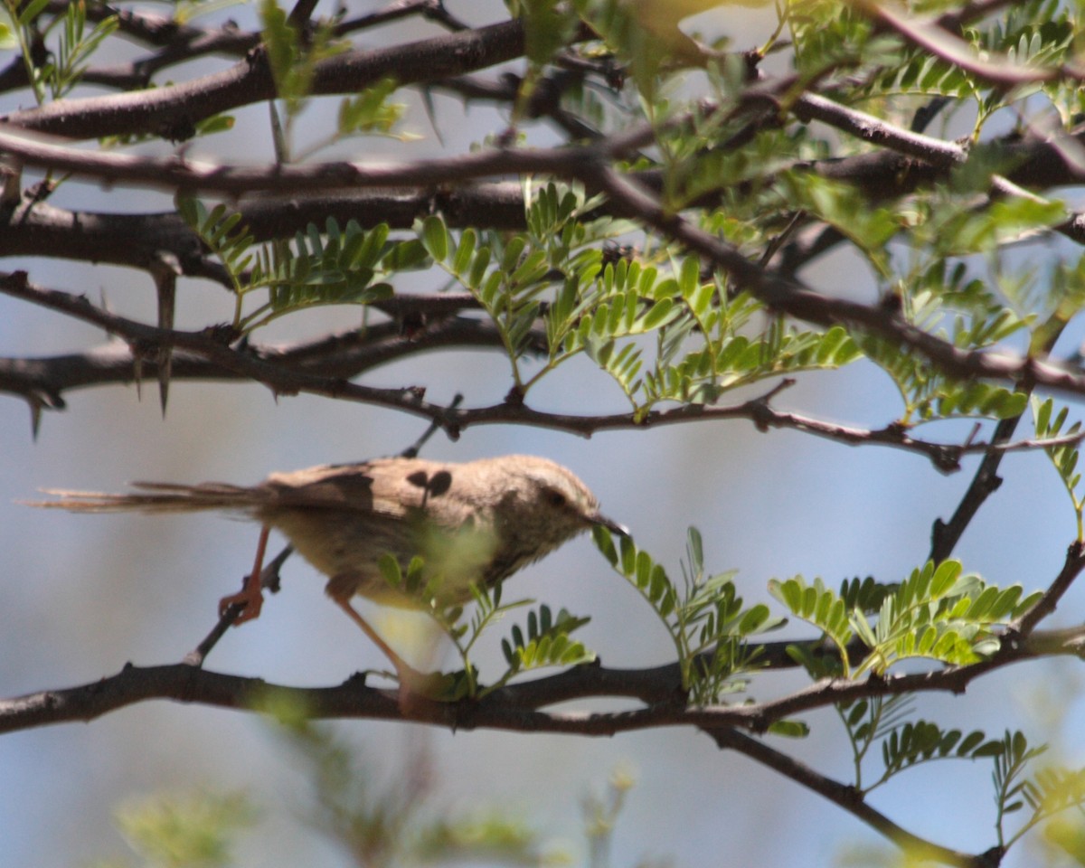 Apalis namaqua - ML611583889