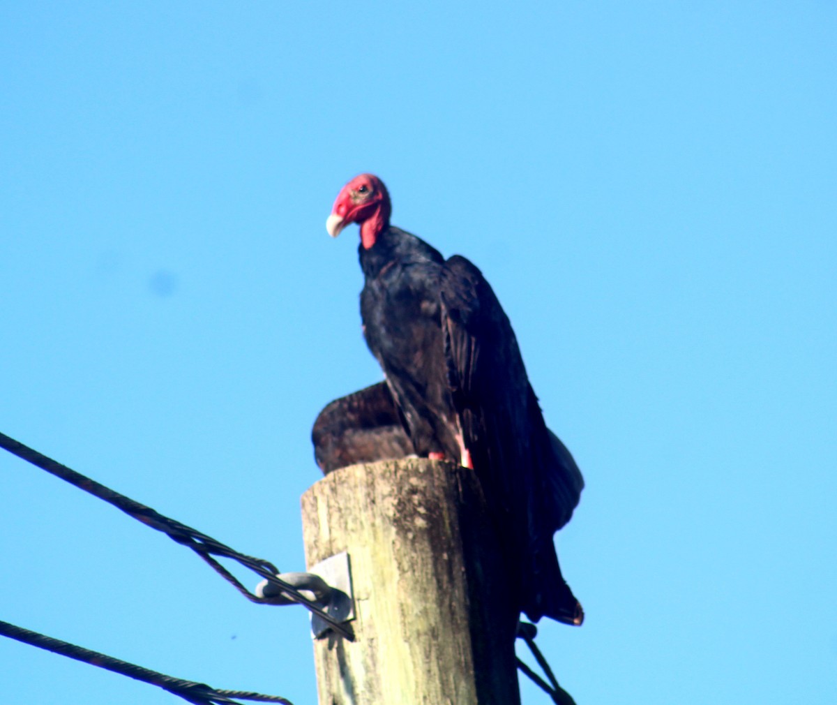 Turkey Vulture - ML611583910