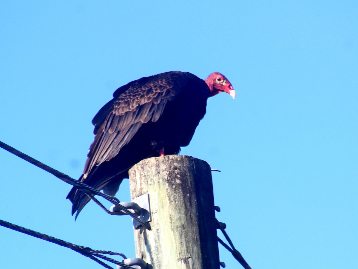 Urubu à tête rouge - ML611583911