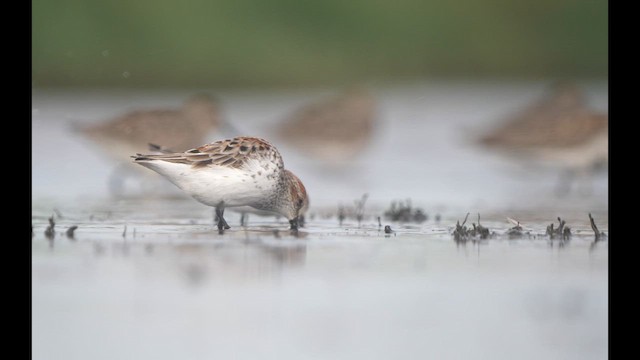 Western Sandpiper - ML611583994