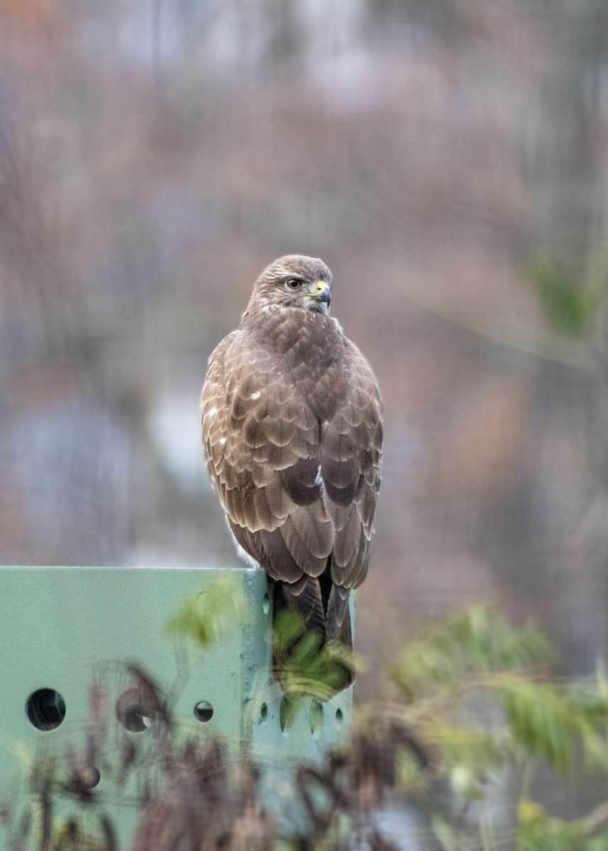 Common Buzzard - ML611584062