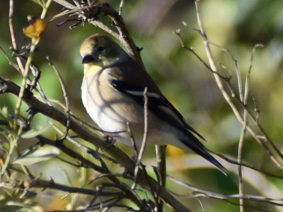 Chardonneret jaune - ML611584074