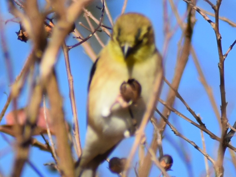 American Goldfinch - ML611584075