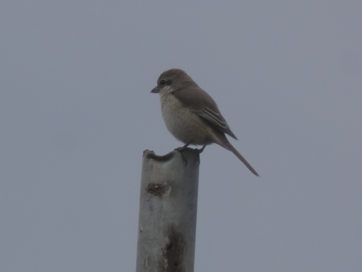 Brown Shrike (Brown) - ML611584113