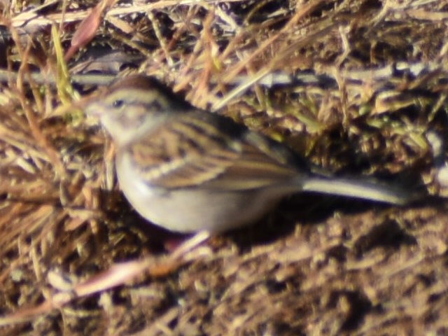 Chipping Sparrow - ML611584170