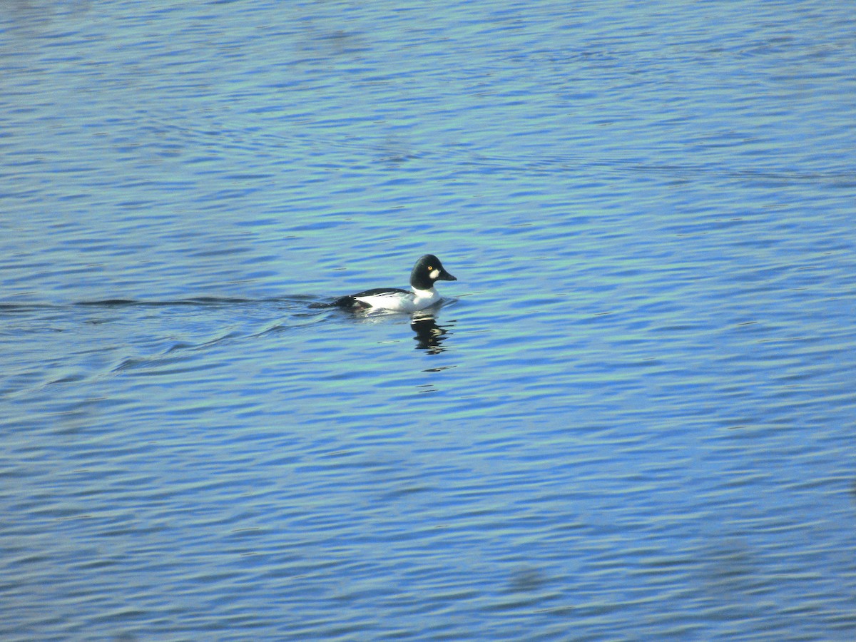 Common Goldeneye - ML611584176