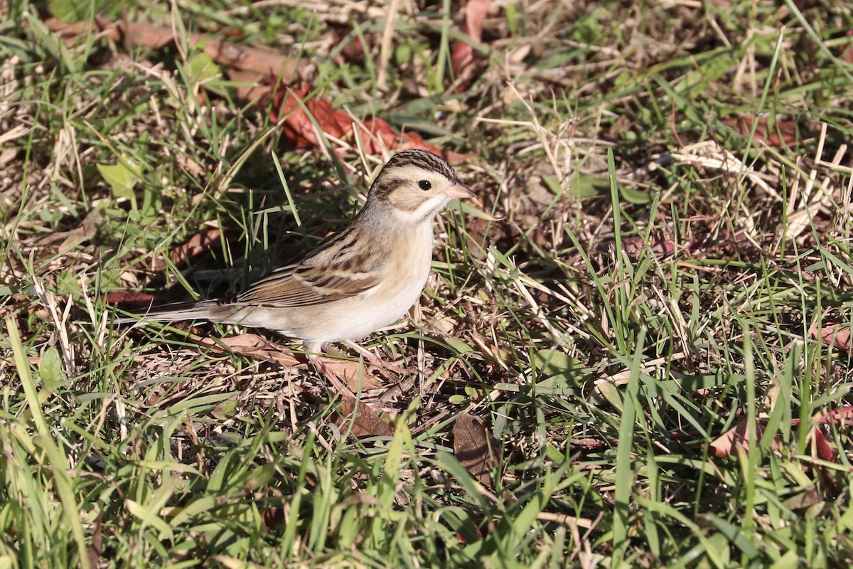 Clay-colored Sparrow - ML611584280