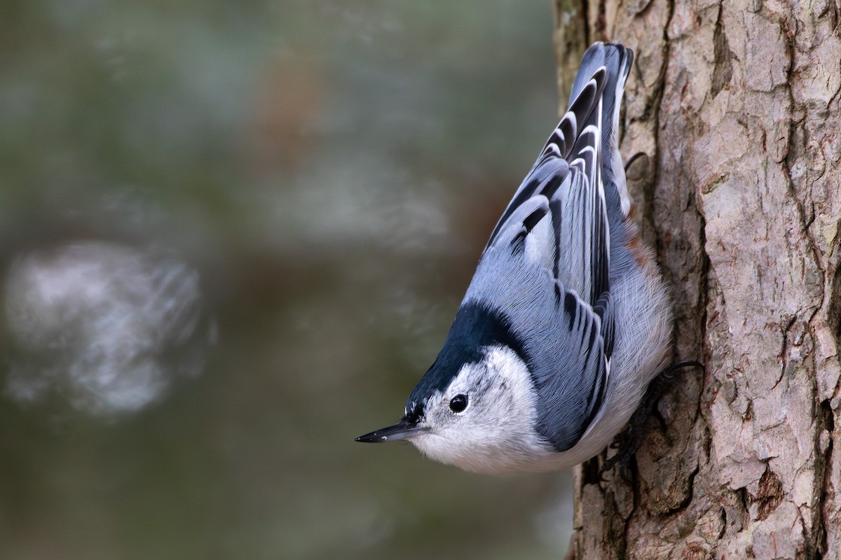 White-breasted Nuthatch - Sarah Sharp