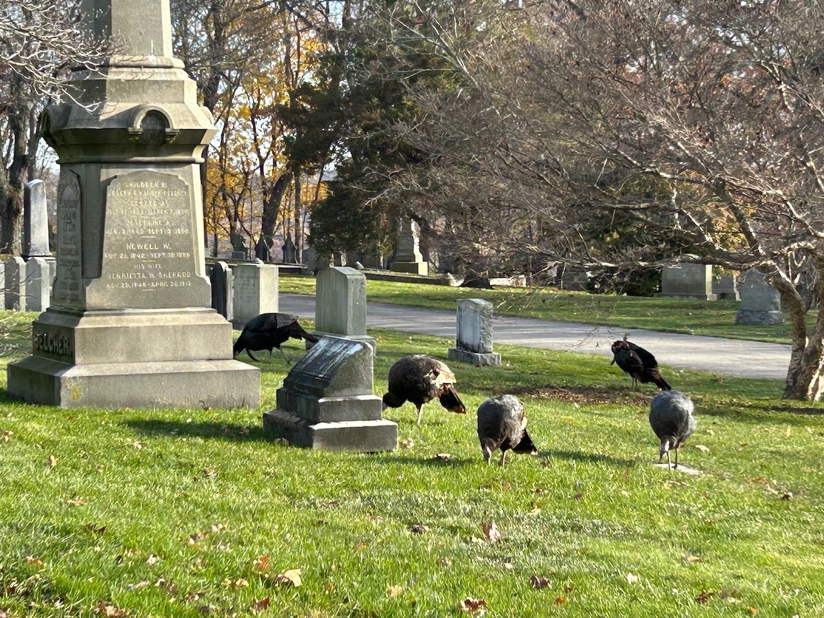 Wild Turkey - ML611584351