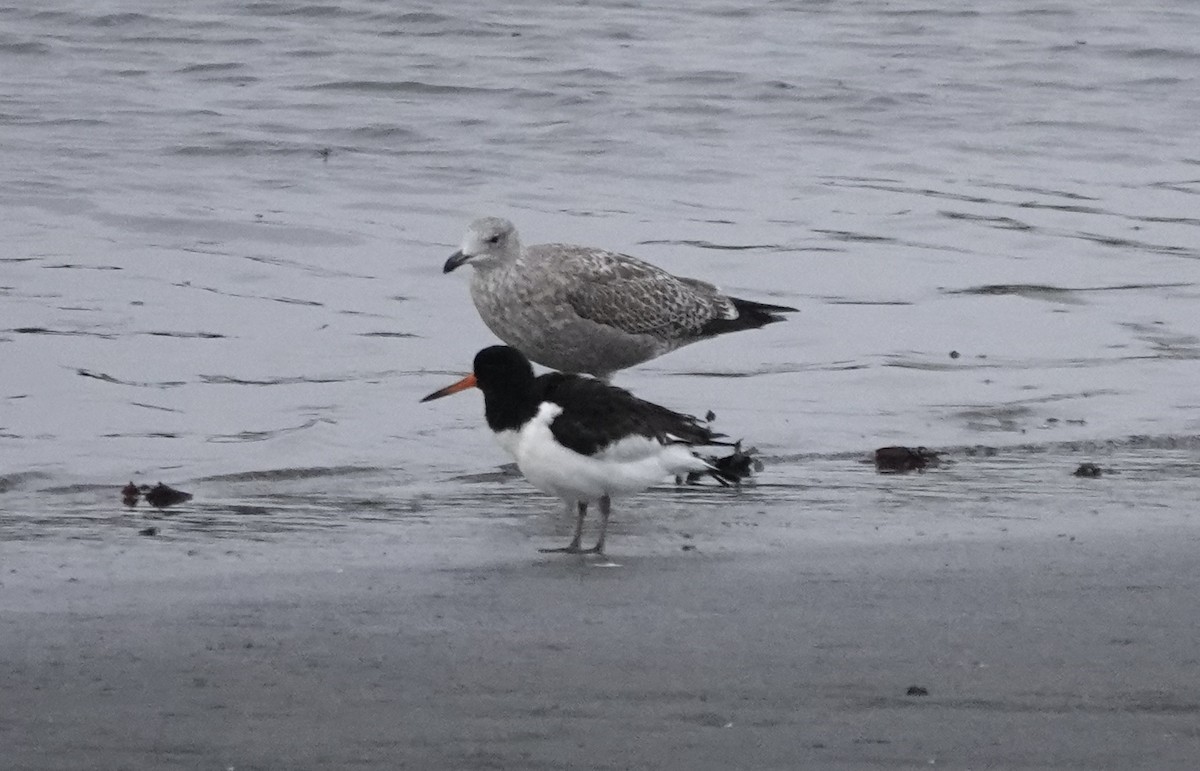 Eurasian Oystercatcher - ML611584355