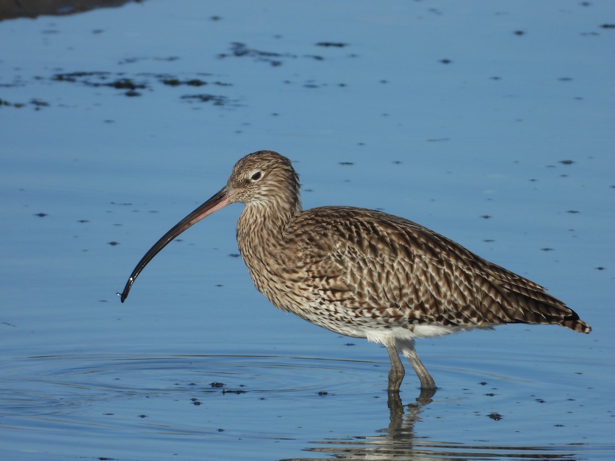 Eurasian Curlew - ML611584356