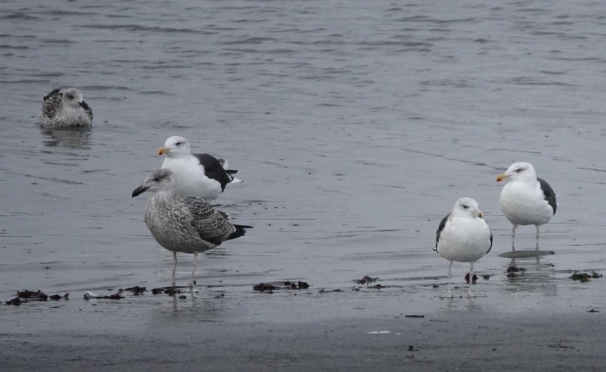 Great Black-backed Gull - Dave Ebbitt