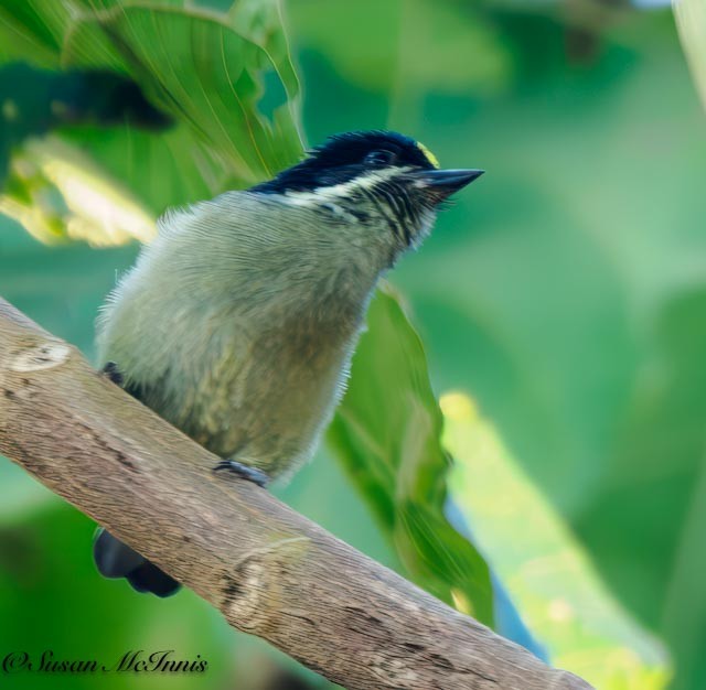 Western Tinkerbird - Susan Mac