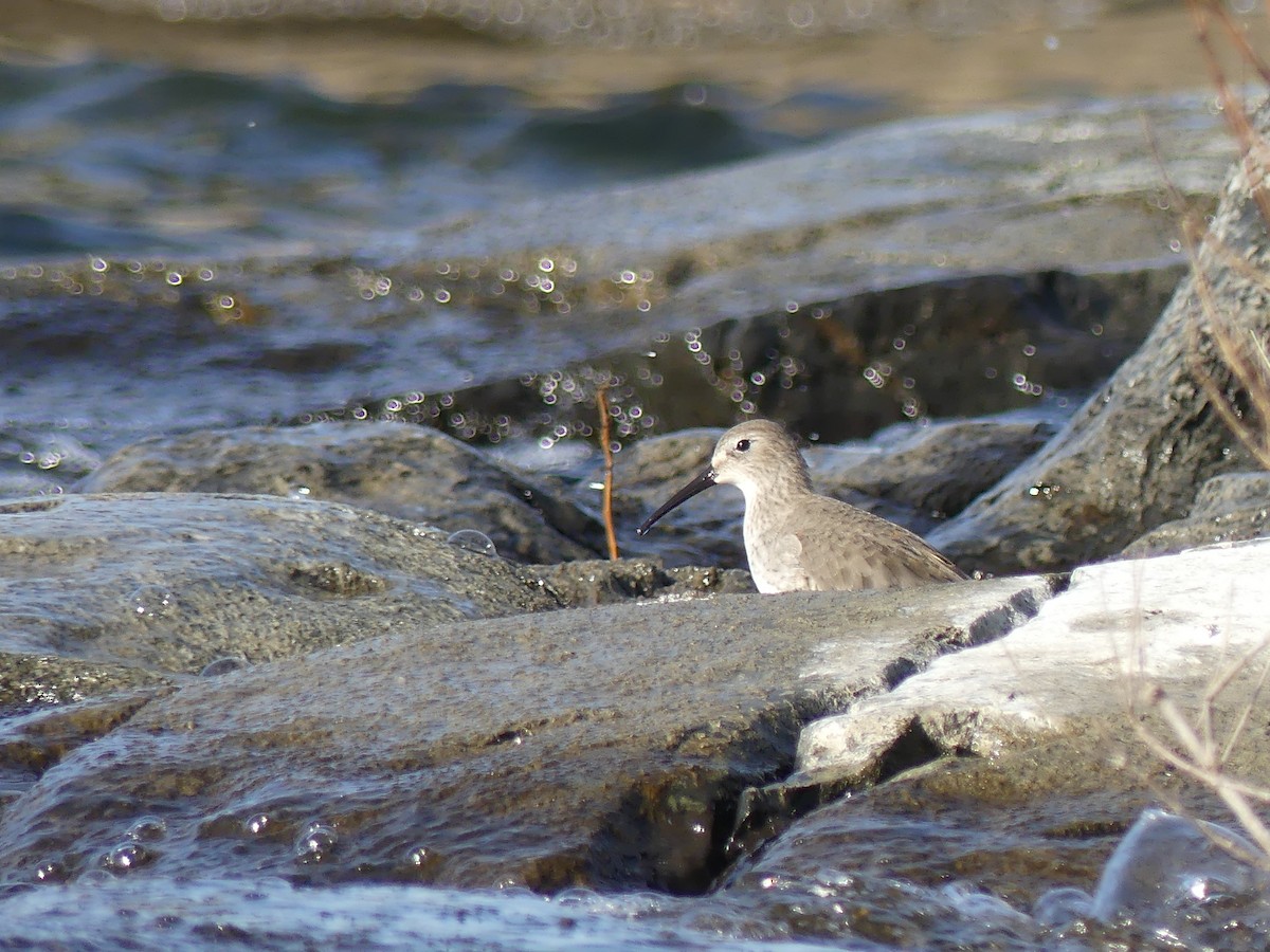 Dunlin - ML611584398