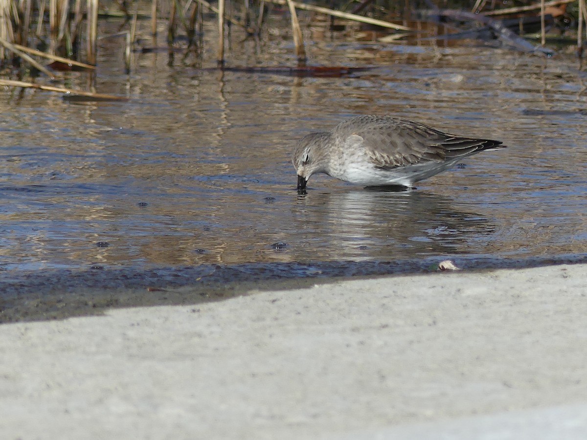 Dunlin - ML611584401