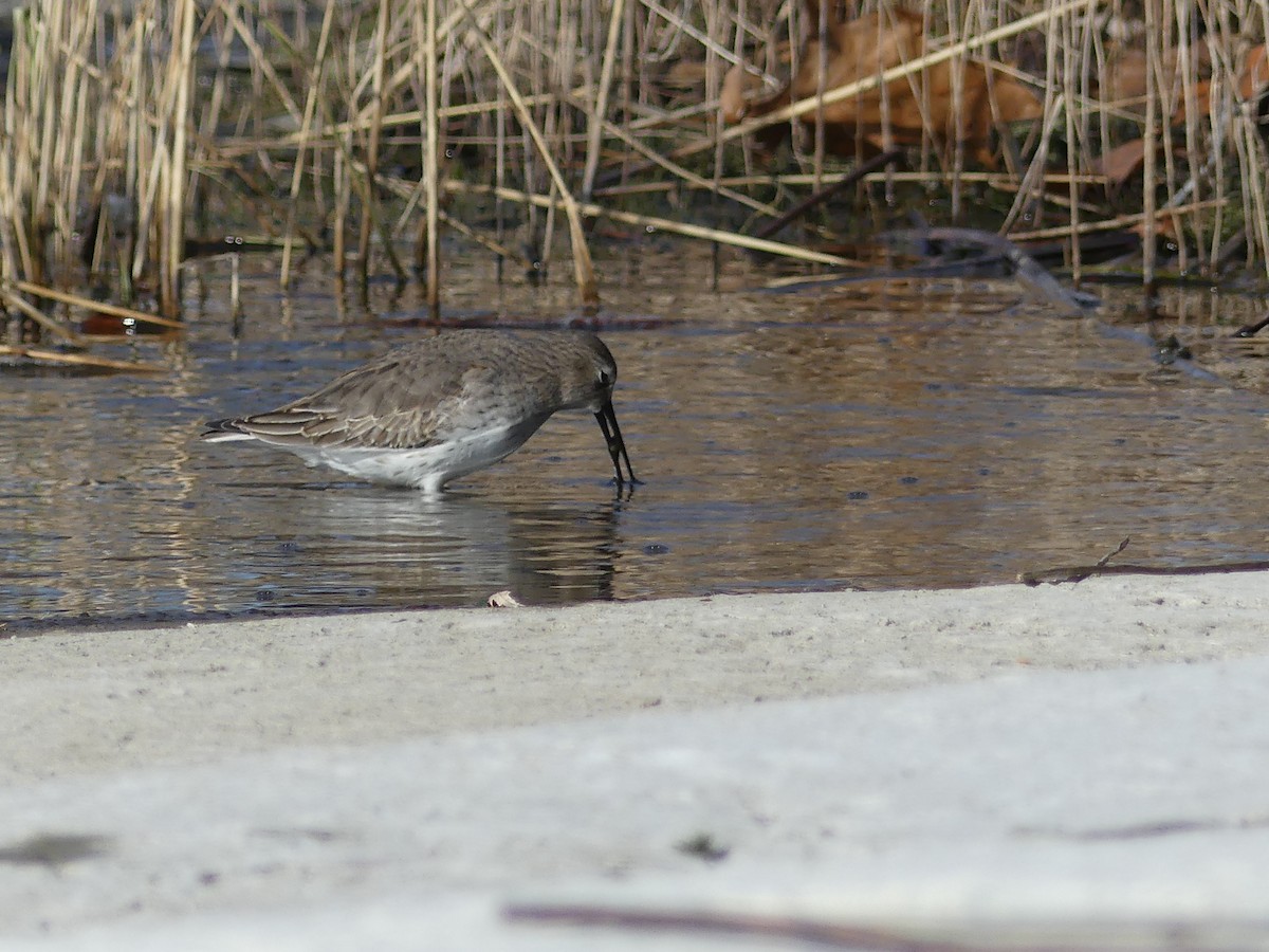 Dunlin - ML611584402