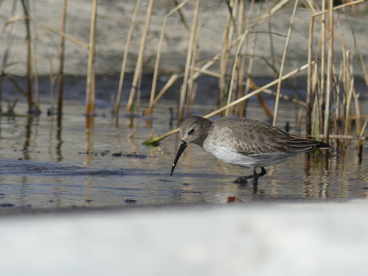 Dunlin - ML611584403