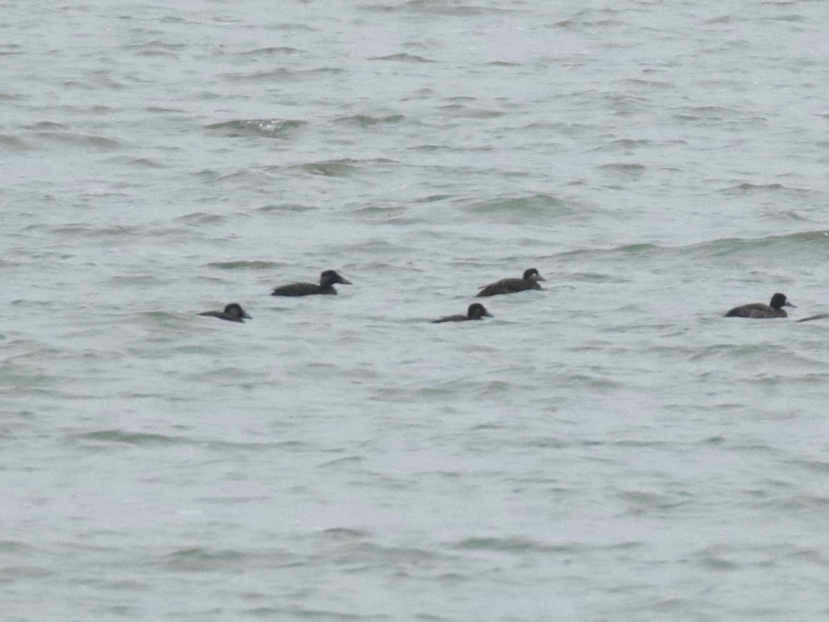 Surf Scoter - ML611584449