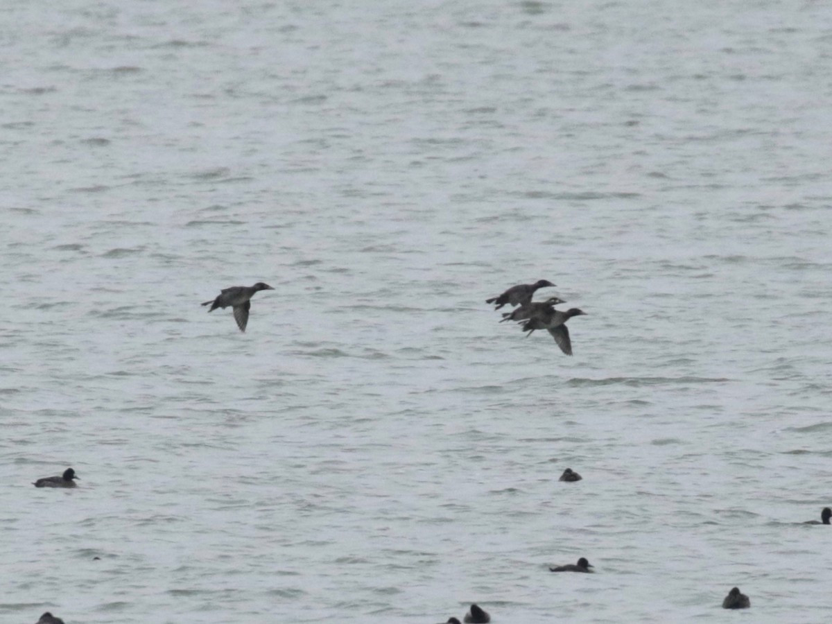 Surf Scoter - Paul Jacyk