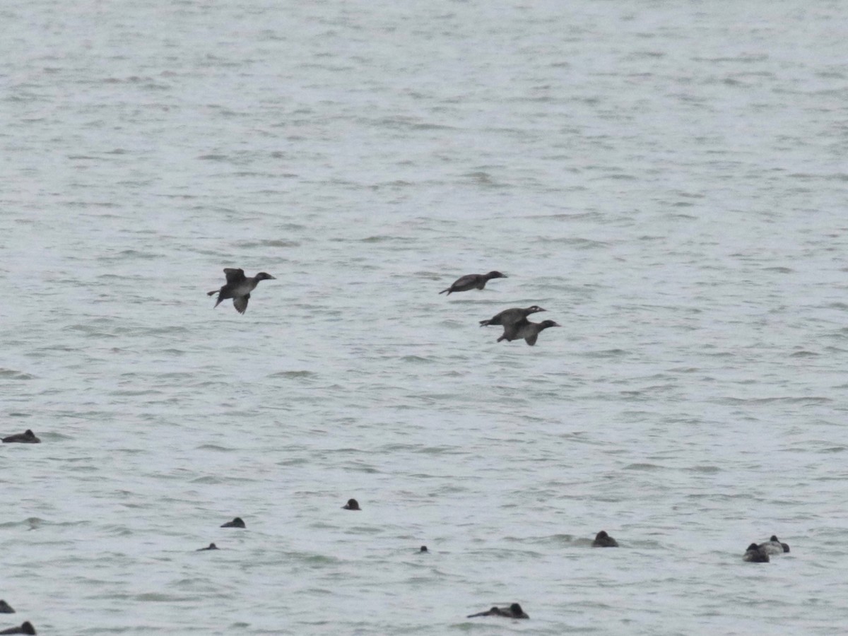 Surf Scoter - Paul Jacyk