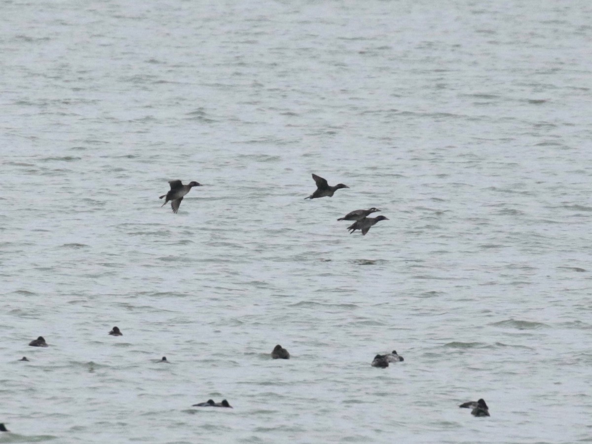 Surf Scoter - Paul Jacyk