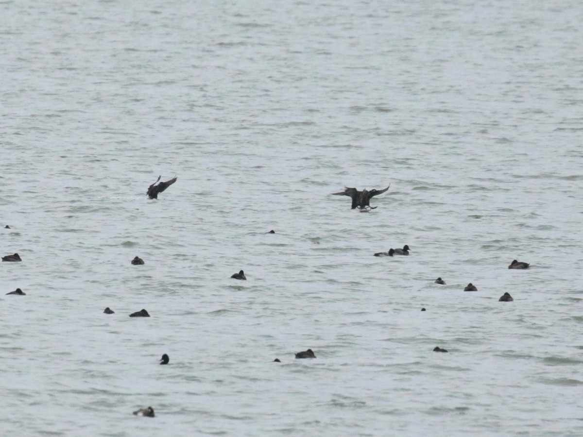 Surf Scoter - Paul Jacyk