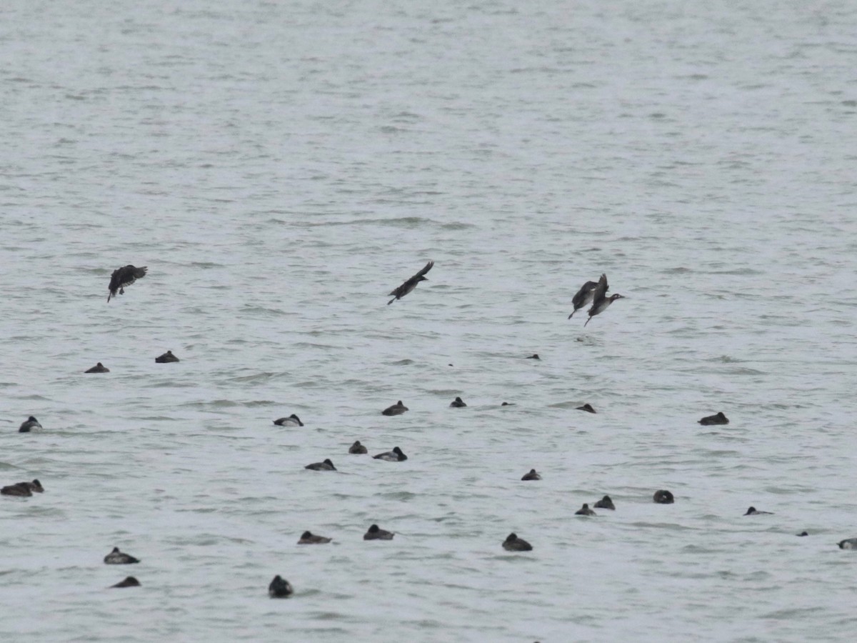 Surf Scoter - Paul Jacyk