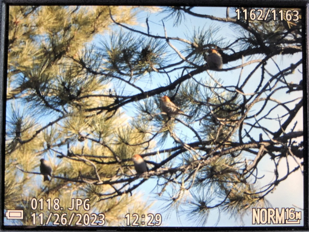 Pine Grosbeak - ML611584460