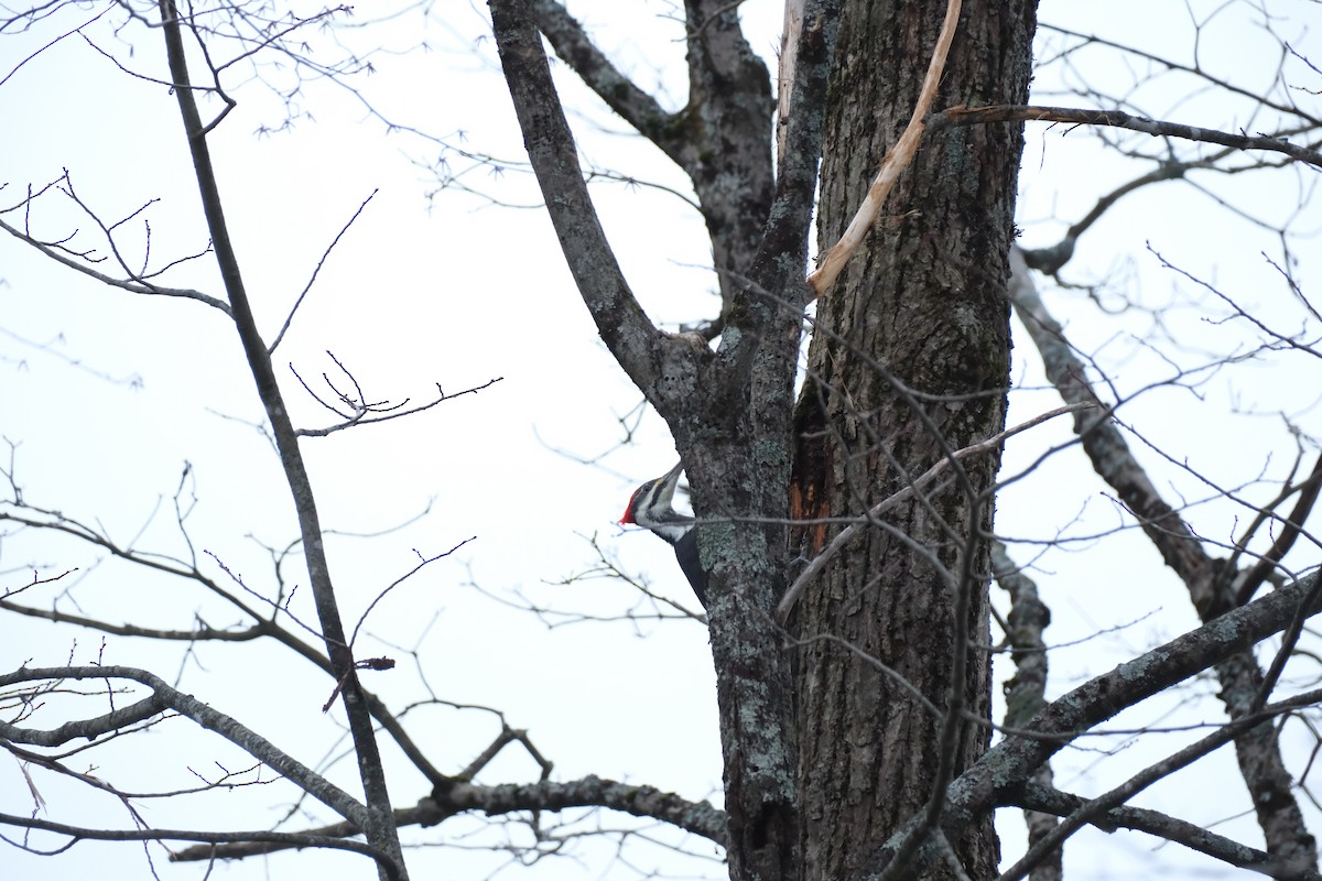 Pileated Woodpecker - ML611584464