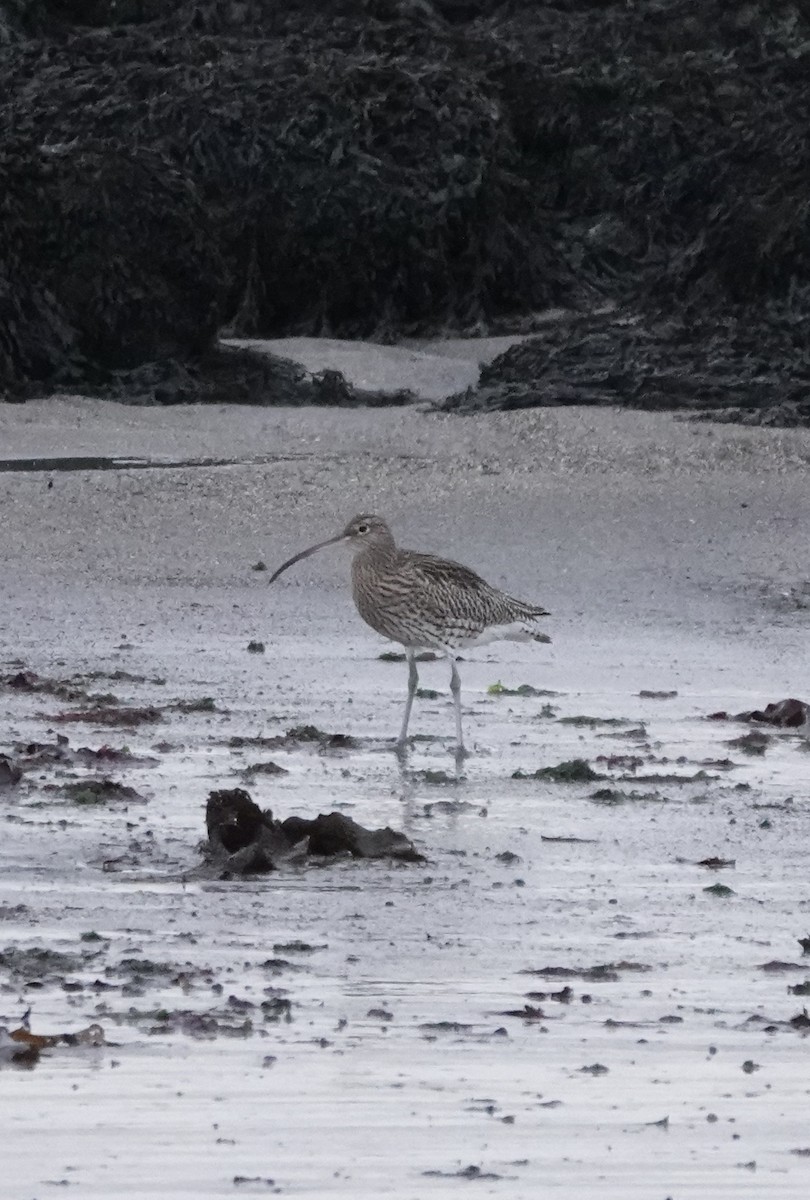 Eurasian Curlew - ML611584532