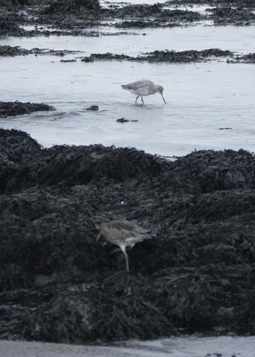 Bar-tailed Godwit - Dave Ebbitt