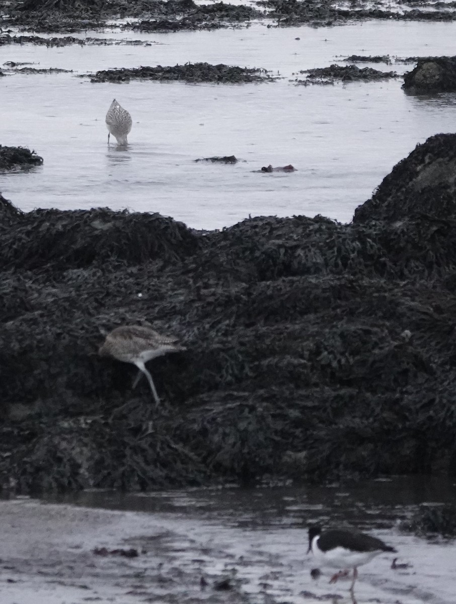 Bar-tailed Godwit - ML611584576