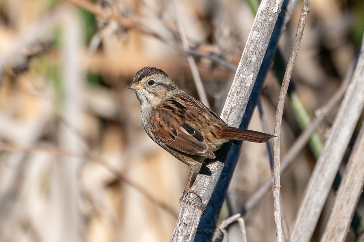 Swamp Sparrow - Alex Merritt