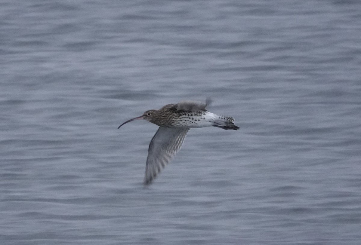 Eurasian Curlew - ML611584656