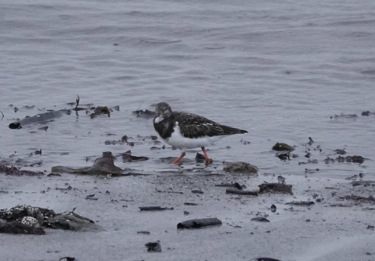 Ruddy Turnstone - ML611584667