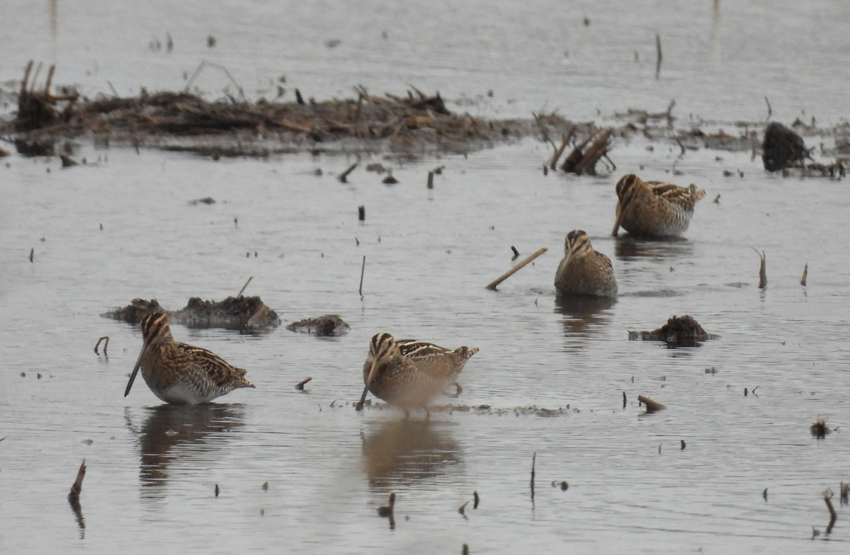 Wilson's Snipe - ML611584697