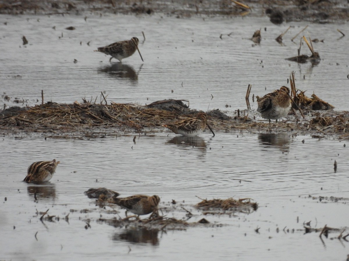 Wilson's Snipe - ML611584714